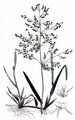 Whorl-Grass - Catabrosa aquatica (L.) P. Beauv.