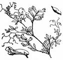 Climbing Corydalis - Ceratocapnos claviculata (L.) Lidén