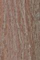 Lawson's Cypress - Chamaecyparis lawsoniana (A. Murray bis) Parl.