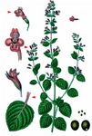 Kleinblütige Bergminze - Clinopodium nepeta (L.) Kuntze 