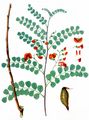 Oriental Bladder Senna - Colutea orientalis Mill.