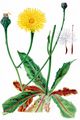 Spotted Cat's-Ear - Hypochaeris maculata L.