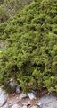 Stink-Wacholder - Juniperus sabina L.