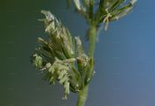 Crested Hair-Grass - Koeleria pyramidata (Lam.) P. Beauv.