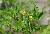 Tomato - Lycopersicon esculentum Mill.