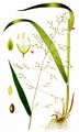 Wald-Flattergras - Milium effusum L. 