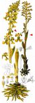 Vogelnestwurz - Neottia nidus-avis (L.) Rich. 