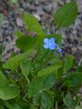 Blue-Eyed-Mary - Omphalodes verna Moench