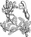 Lousewort - Pedicularis sylvatica L.
