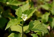 Japanese-Lantern - Physalis alkekengi L.