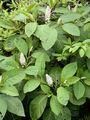 Indian Pokeweed - Phytolacca acinosa Roxb.