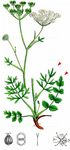 Kleine Pimpinelle - Pimpinella saxifraga L. 
