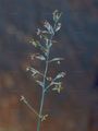 Blaues Rispengras - Poa glauca Vahl
