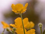 Woolly Buttercup - Ranunculus lanuginosus L.