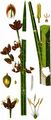 Triangular Club-Rush - Schoenoplectus triqueter (L.) Palla