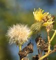 Marsh Sow-Thistle - Sonchus palustris L.