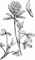 Blaßgelber Klee - Trifolium ochroleucon Huds.