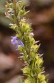 Niederliegender Ehrenpreis - Veronica prostrata L.