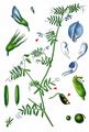 Hairy Tare - Vicia hirsuta (L.) Gray