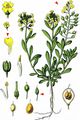  - Alyssum gmelinii Jord. & Fourr.