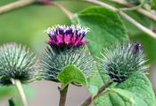 Lesser Burdock - Arctium minus (Hill) Bernh.