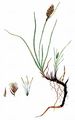 Flat-Sedge - Blysmus compressus (L.) Link