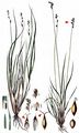Brownish Sedge - Carex brunnescens (Pers.) Poir.