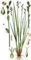 White Sedge - Carex canescens L.