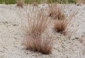 Grey Hair-Grass - Corynephorus canescens (L.) P. Beauv.