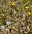 Smooth Hawk's-Beard - Crepis capillaris (L.) Wallr.