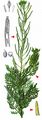 Flixweed - Descurainia sophia (L.) Webb ex Prantl