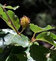 Beech - Fagus sylvatica L.