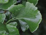 Maidenhair-Tree - Ginkgo biloba L.