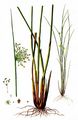 Flatter-Binse - Juncus effusus L.