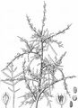 Garten-Kresse - Lepidium sativum L.