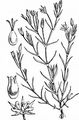 Feinblättrige Miere - Minuartia hybrida (Vill.) Schischk.