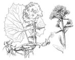 Petasites albus (Weiße Pestwurz) aus Oltmann (1927)