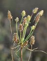 Sand-Wegerich - Plantago arenaria Waldst. & Kit.