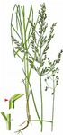 Hain-Rispengras - Poa nemoralis L. 