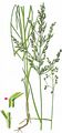 Wood Meadow-Grass - Poa nemoralis L.