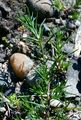 Greater Polycnemum - Polycnemum majus A. Braun