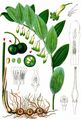 Solomon's-Seal - Polygonatum multiflorum (L.) All.