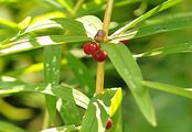Whorled Solomon's-Seal - Polygonatum verticillatum (L.) All.