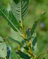 Halberd Willow - Salix hastata L.
