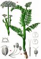Doubtful Chickweed - Selinum dubium (Schkuhr) Leute