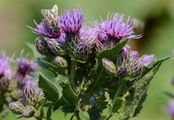 Saw-Wort - Serratula tinctoria L.