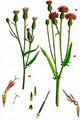 Saw-Wort - Serratula tinctoria L.