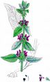 Deutscher Ziest - Stachys germanica L.