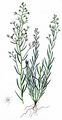 Mittleres Leinblatt - Thesium linophyllon L.