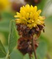 Trifolium badium (Alpen-Braun-Klee) - Die gelben Blüten werden schnell Braun und fallen gemeinsam mit der Frucht ab